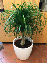 Ponytail Palm potted plant