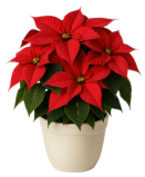 10" Premium Poinsettia Blooming Plant