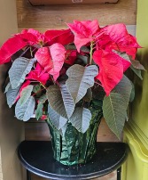 10" Red Poinsettia Plant