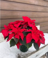 10" Red Poinsettia Plant
