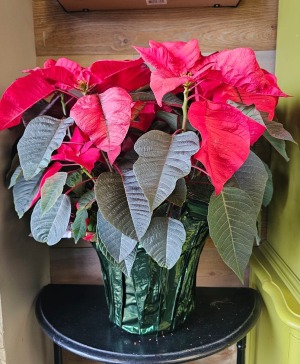 10" Red Poinsettia Plant