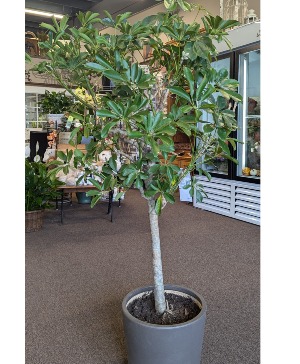 10" Scheffera Tree  In a Ceramic Pot 