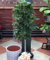 10" Schefflera Arbicola - tree style 