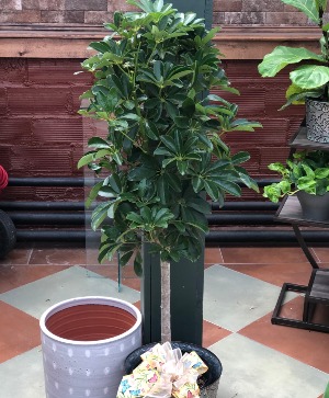 10" Schefflera Arbicola - tree style 