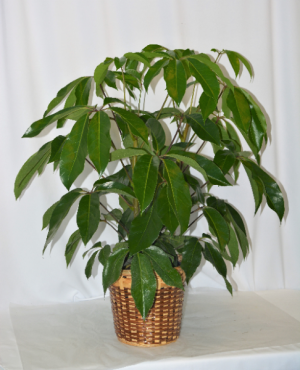 8" SCHEFFLERA PLANT GREEN PLANT