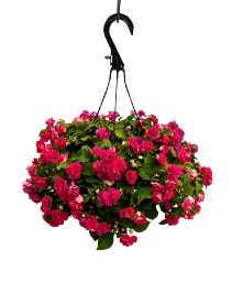 10" Shade Hanging Basket 