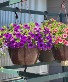 10" Single Plant Hanging Basket