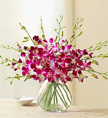 10 Stem Orchid - Clear Vase Arrangement