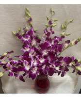 10 Stem Orchid - Red Vase Arrangement