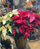 10" Tri Color Poinsettia  