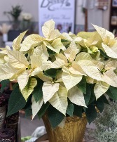 10" White Poinsettia  