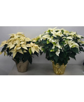 10" White Poinsettia Plant