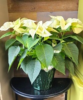 10" White Poinsettia Plant