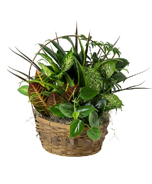 10" WICKER BASKET GARDEN PLANT