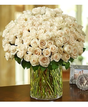 100 Premium White Roses in a Vase 