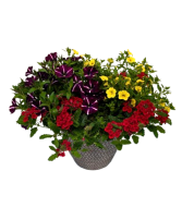 11" Sun Patio Pot Combination 