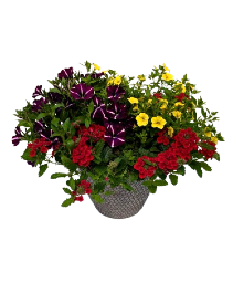 11" Sun Patio Pot Combination 