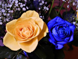 12, 18, or 24 Roses Wrapped or in Vase Orange & Blue, April 28 & 29 ONly!  Local Only!!