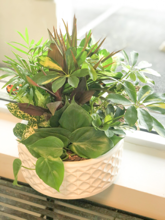 12'' Dish Garden