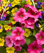 Premium Annual Combo Basket  Hanging Basket