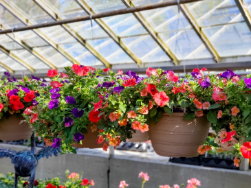 12" Annual Hanging Basket  in Warsaw, IN | ANDERSON FLORIST & GREENHOUSE