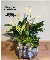 12” Ceramic Dish Garden  Plant