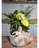 12” Ceramic Dish Garden  Plant