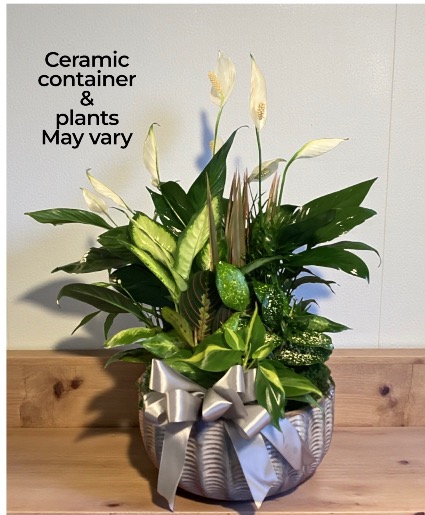 12” Ceramic Dish Garden  Plant