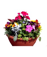 12" Color Bowl Assorted annual flowering plants