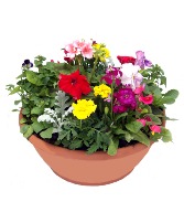 12" Color Bowl Assorted annual flowering plants
