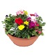 12" Color Bowl Assorted annual flowering plants