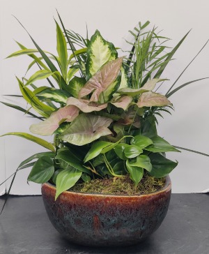 12" Disgarden Plant
