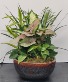 12" Disgarden Plant