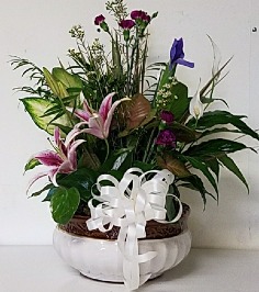 Category Image