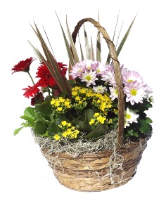 Category Image