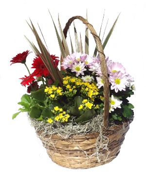 12"  Euro Garden Assorted plants and flowering plants