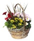 12"  Euro Garden Assorted plants and flowering plants