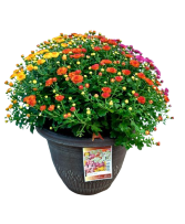 12" Fall Annual Tri-Color Mum 