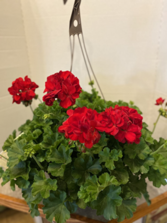 12" Geranium Outdoor Hanging Basket in Osage, IA | Osage Floral & Gifts