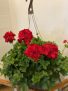 12" Geranium Outdoor Hanging Basket