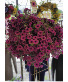 12" Hanging Basket Blooming Plant