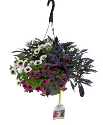 12" Sun Hanging Basket Combination 