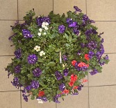 12" Hanging Basket - Dark Purple Outdoor Plants (Colors vary)