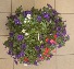 12" Hanging Basket - Dark Purple Outdoor Plants (Colors vary)