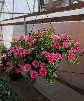12" Hanging Basket Mensch Family - Locally Grown