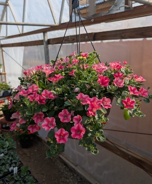 12" Hanging Basket Mensch Family - Locally Grown