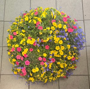 12" Hanging Basket -Lemonade Outdoor Plants (Colors vary)