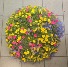 12" Hanging Basket -Lemonade Outdoor Plants (Colors vary)