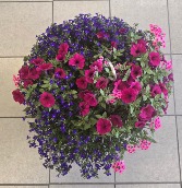 12" Hanging Basket - Pink Outdoor Plants (Colors vary)