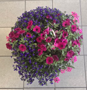 12" Hanging Basket - Pink Outdoor Plants (Colors vary)